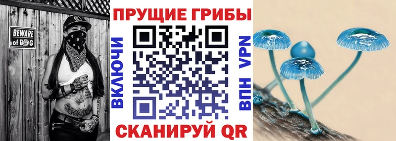 Псилоцибиновые грибы Psilocybine cubensis  Владикавказ 