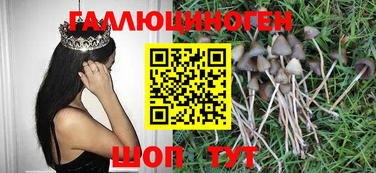 Псилоцибиновые грибы Psilocybe  Владикавказ 