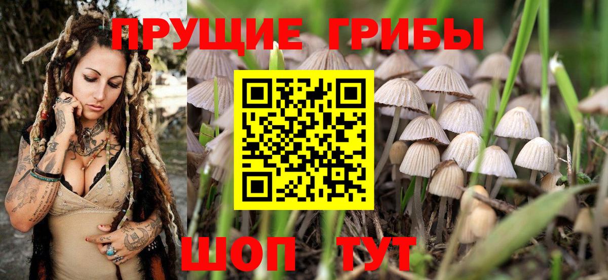 Галлюциногенные грибы Psilocybine cubensis Владикавказ